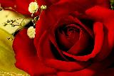 rosa rossa meravigliosa per innamorati