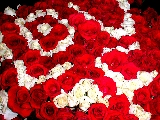 tante rose di amore