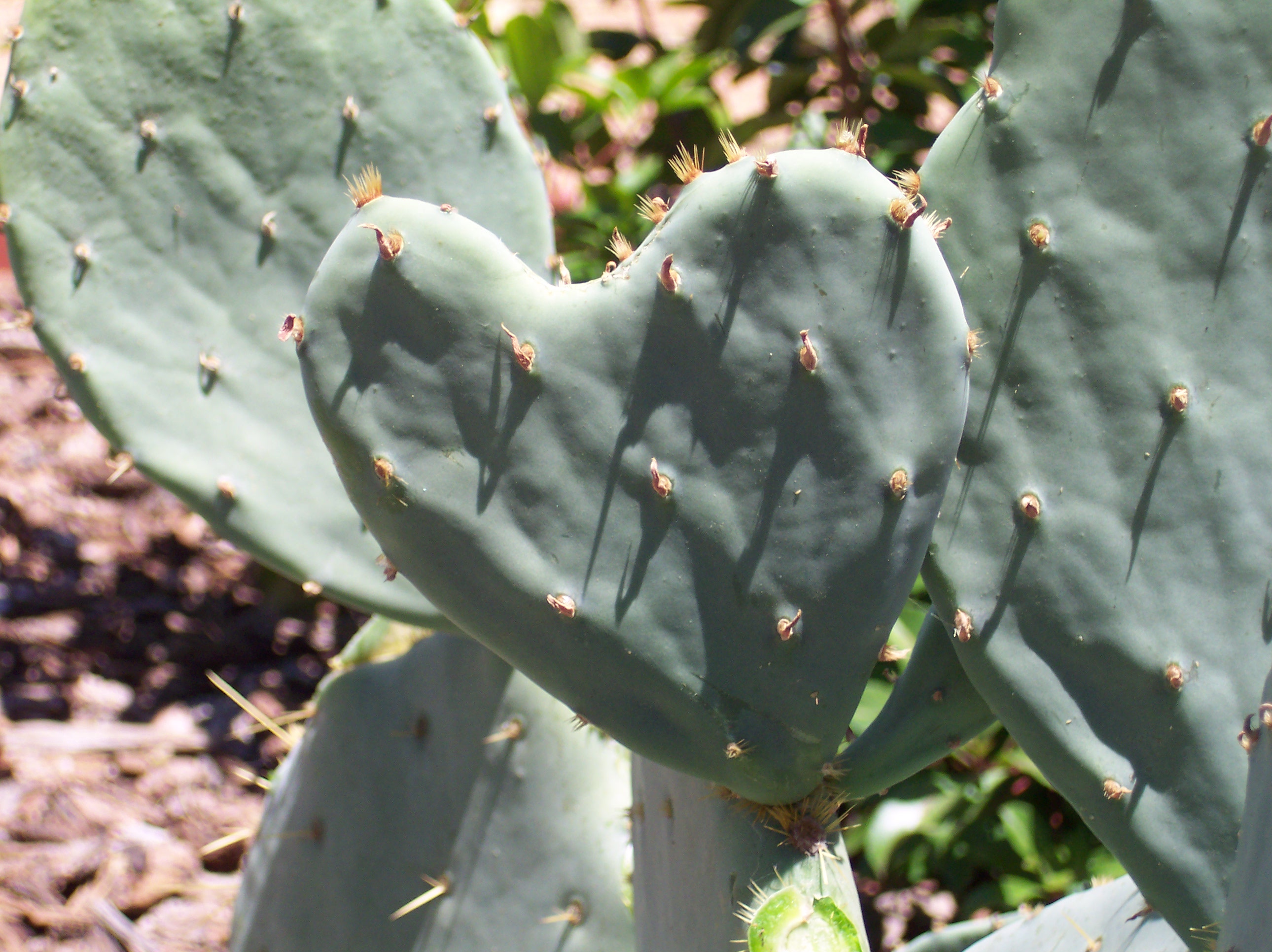 cactus cuore