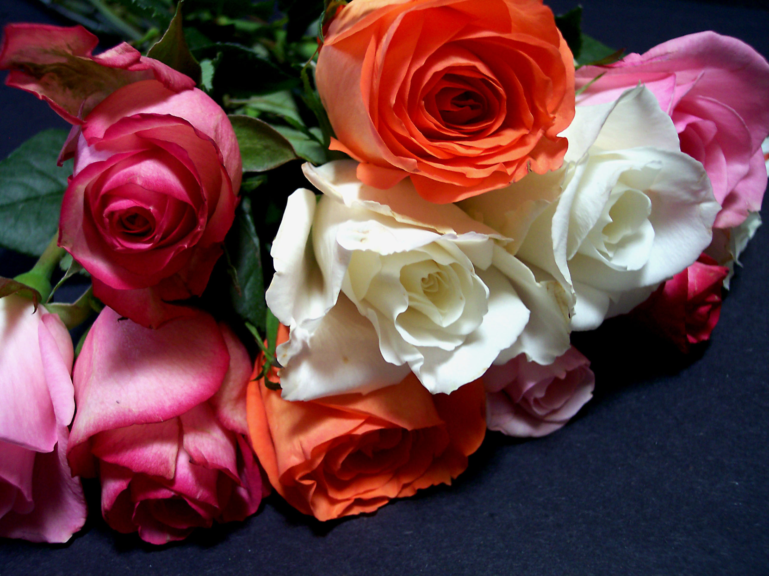 rose di tanti colori