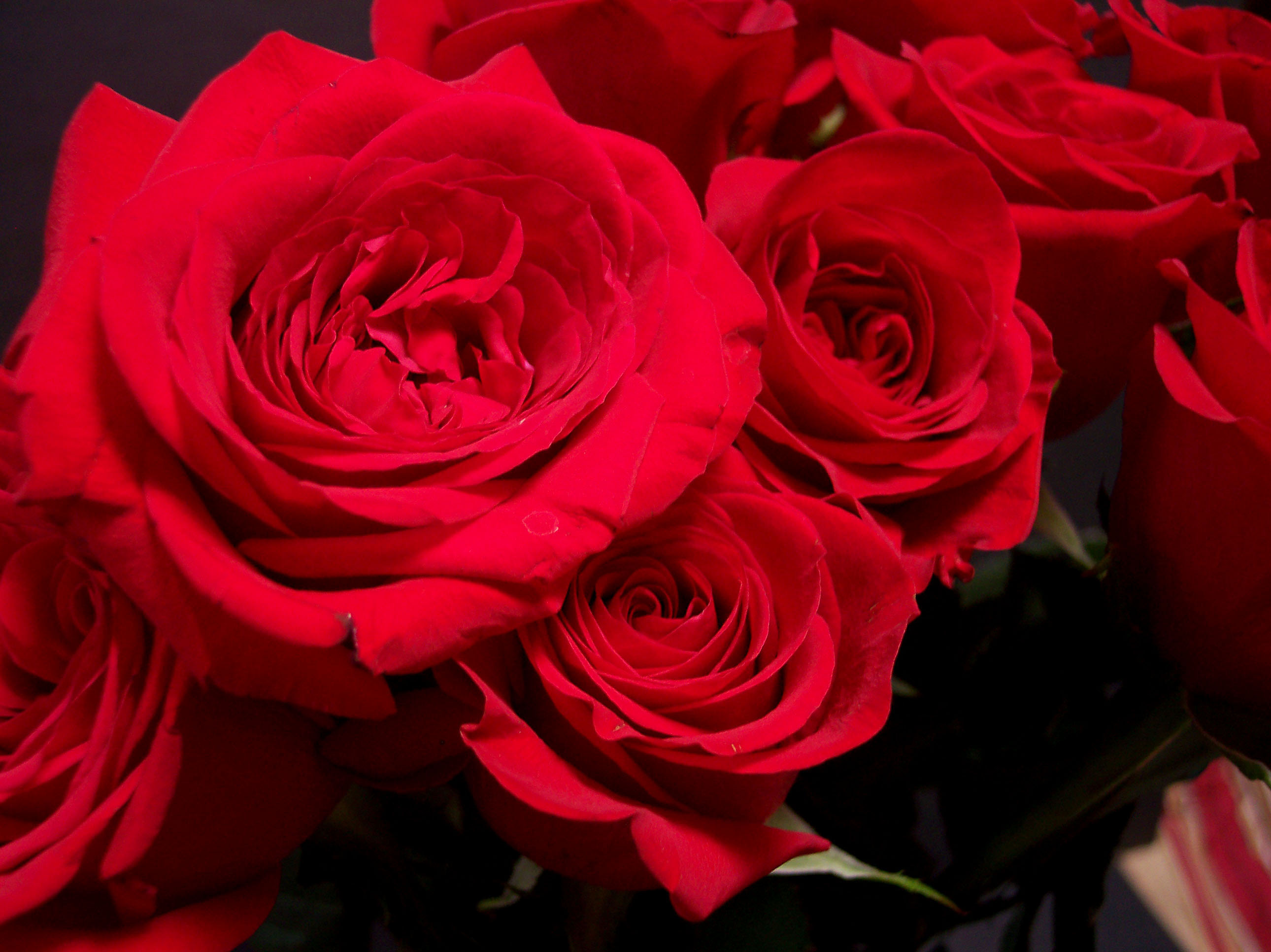 rose rosse